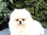 Ayı Surat Boo Pomeranian Üst Kalite