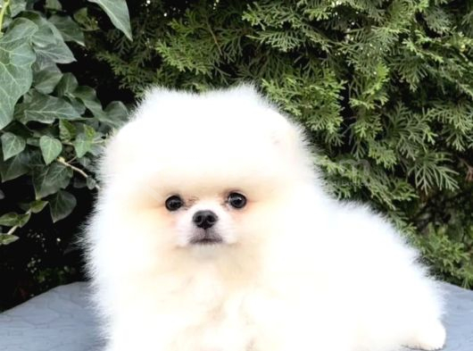 Ayı Surat Boo Pomeranian Üst Kalite görsel