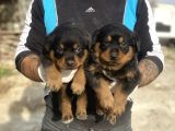 ROTTWEILER YAVRULARI  GÜÇ ASİL DURUŞ VE SADAKAT