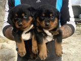 Rottweiler Yavrulari  Güç Asi̇l Duruş Ve Sadakat