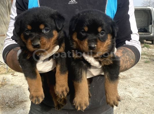 Rottweiler Yavrulari  Güç Asi̇l Duruş Ve Sadakat görsel