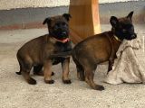 Erkek-Dişi Belçika Malinois
