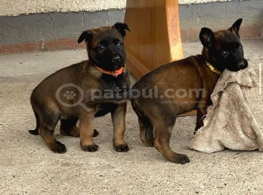 Erkek-Dişi Belçika Malinois görsel