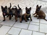 Erkek-Dişi Belçika Malinois