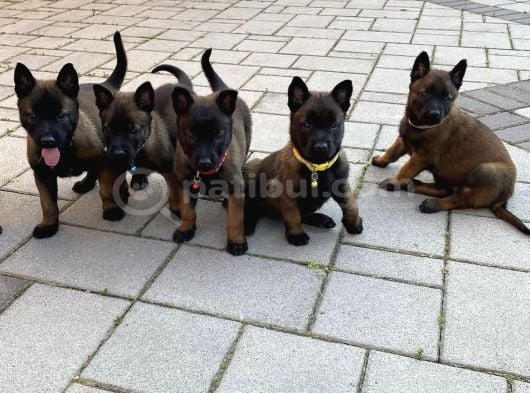 Erkek-Dişi Belçika Malinois görsel