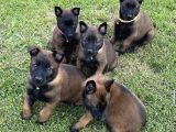 Erkek-Dişi Belçika Malinois