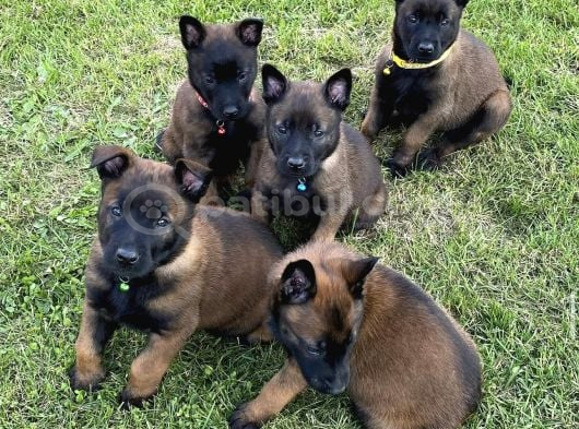 Erkek-Dişi Belçika Malinois görsel