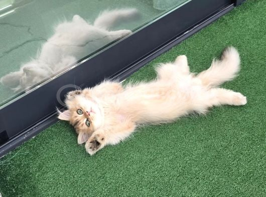 Ny 12 Golden British Longhair görsel