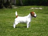 Fci-Kif Şecereli Kayıtlı Safkan Jack Russell Terrier Yavru