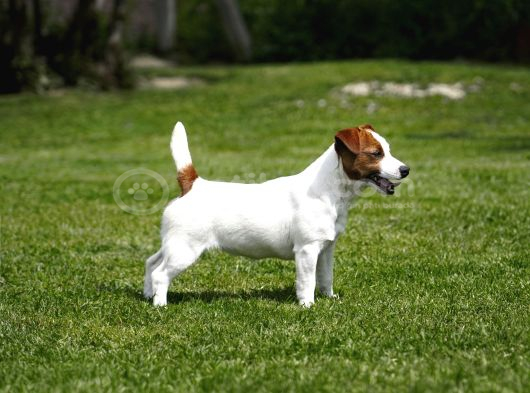 Fci-Kif Şecereli Kayıtlı Safkan Jack Russell Terrier Yavru görsel