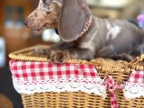 Renkli Gözlü Dachshund