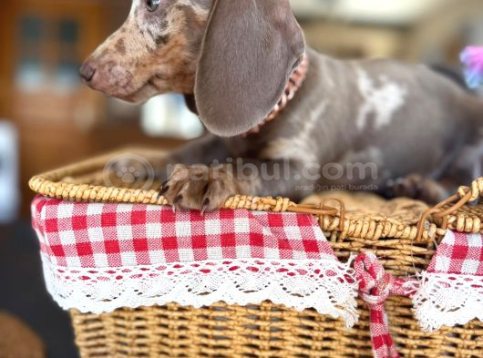 Renkli Gözlü Dachshund
