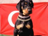 Üst Kalite Harika Anatomi Doberman Yavrular