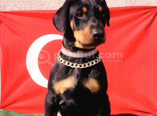 Üst Kalite Harika Anatomi Doberman Yavrular