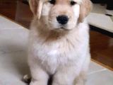 2 Aylık Yumurcak Golden Retriever Yavrularım