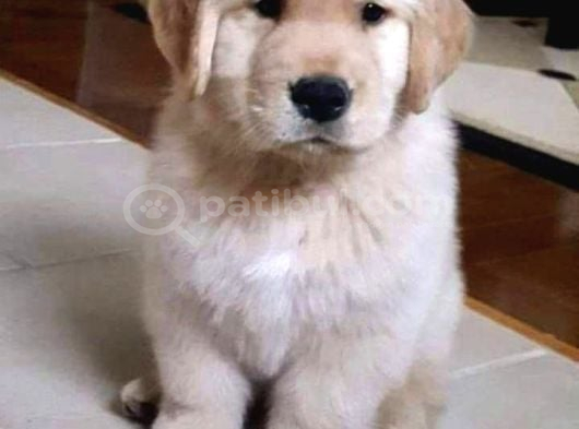 2 Aylık Yumurcak Golden Retriever Yavrularım görsel
