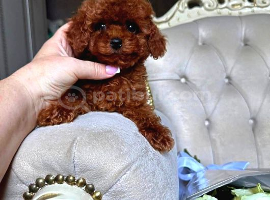 Irk Garanti̇li̇ Teacup Yavrularimiz görsel