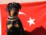 Üst Kalite Harika Anatomi Doberman Yavrular