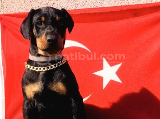 Üst Kalite Harika Anatomi Doberman Yavrular görsel