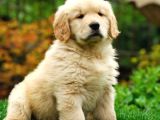 2 Aylık Yumurcak Golden Retriever Yavrularım