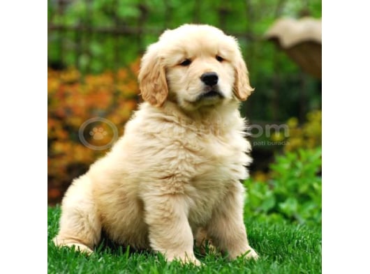 2 Aylık Yumurcak Golden Retriever Yavrularım görsel