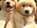 2 Aylık Yumurcak Golden Retriever Yavrularım