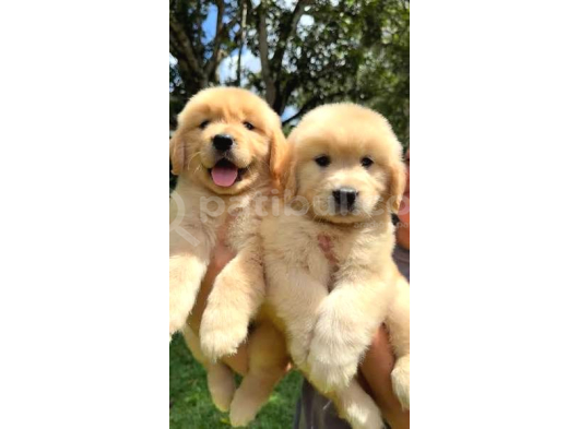 2 Aylık Yumurcak Golden Retriever Yavrularım görsel