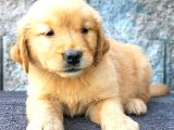 2 Aylık Yumurcak Golden Retriever Yavrularım