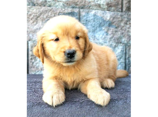 2 Aylık Yumurcak Golden Retriever Yavrularım görsel