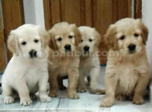 Golden Retri̇ever Muhteşem  Yavrularimiz görsel