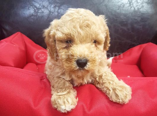 İnanilmaz Güzelli̇kte Malti̇poo Yavrular görsel