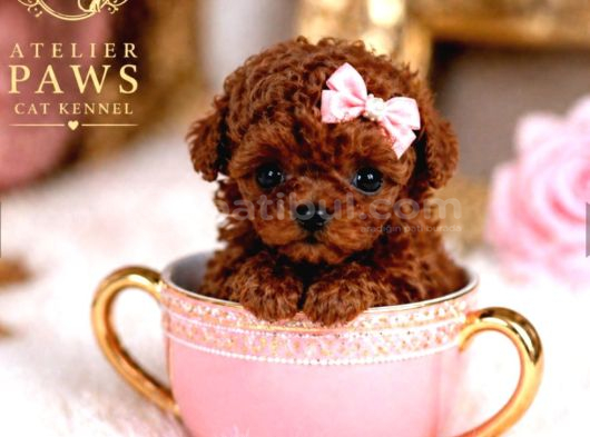 teacup poodle bebekler
