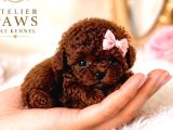 Efsane Teacup Poodle Bebekler