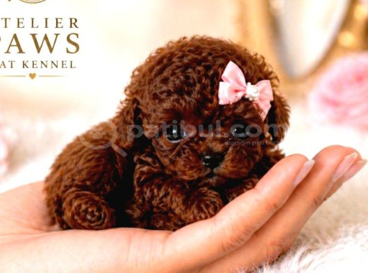Efsane Teacup Poodle Bebekler görsel