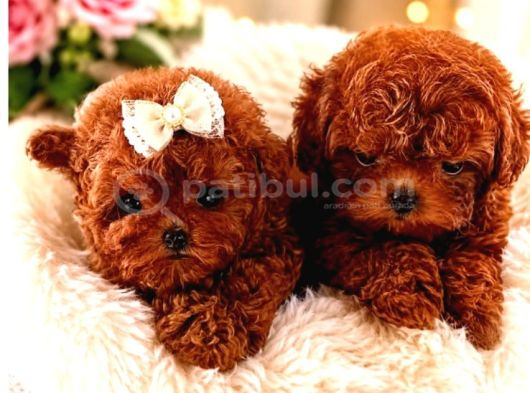 Teacup Poodle Bebekler görsel
