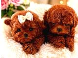 Kore Teacup Babadan Teacup Poodle Bebekler