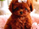 Efsane Teacup Poodle Bebekler