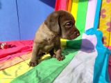 Üreti̇ci̇den A Plus Kali̇te Labrador Yavrular