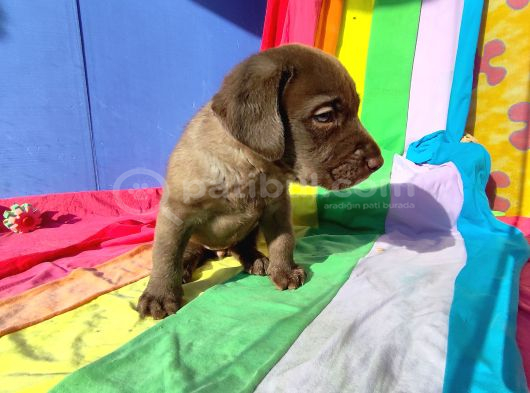 Üreti̇ci̇den A Plus Kali̇te Labrador Yavrular görsel