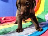 Üreti̇ci̇den A Plus Kali̇te Labrador Yavrular