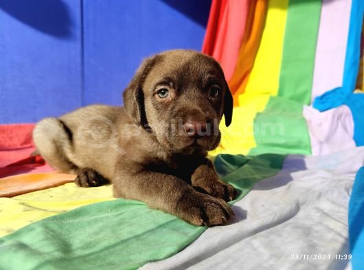 Üreti̇ci̇den A Plus Kali̇te Labrador Yavrular görsel