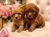 Efsane Teacup Poodle Bebekler