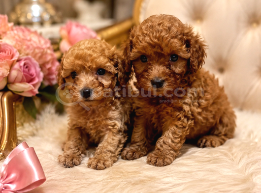 Efsane Teacup Poodle Bebekler görsel