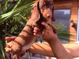 Renk Renk Dachshund Sosis Yavrular