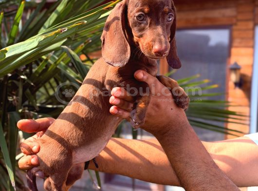 Renk Renk Dachshund Sosis Yavrular görsel