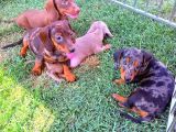 Renk Renk Dachshund Sosis Yavrular