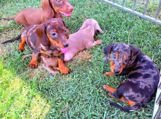 Renk Renk Dachshund Sosis Yavrular görsel