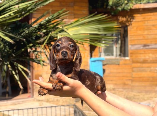 Renk Renk Dachshund Sosis Yavrular görsel