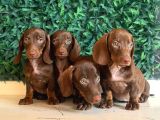 Renk Renk Dachshund Sosis Yavrular