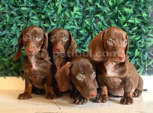 Renk Renk Dachshund Sosis Yavrular görsel